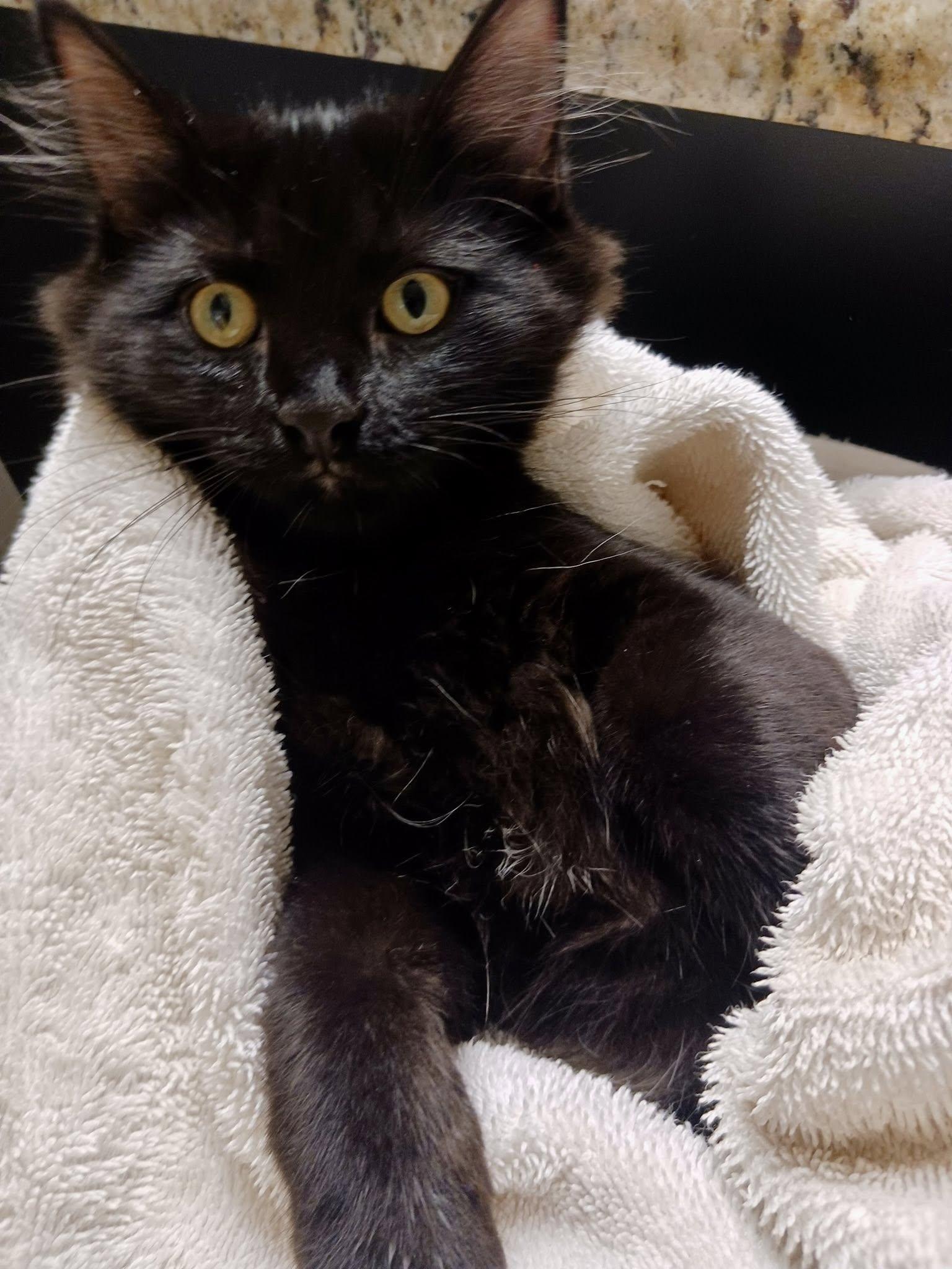 Levi, Adoptable, Young Male Domestic Short Hair.