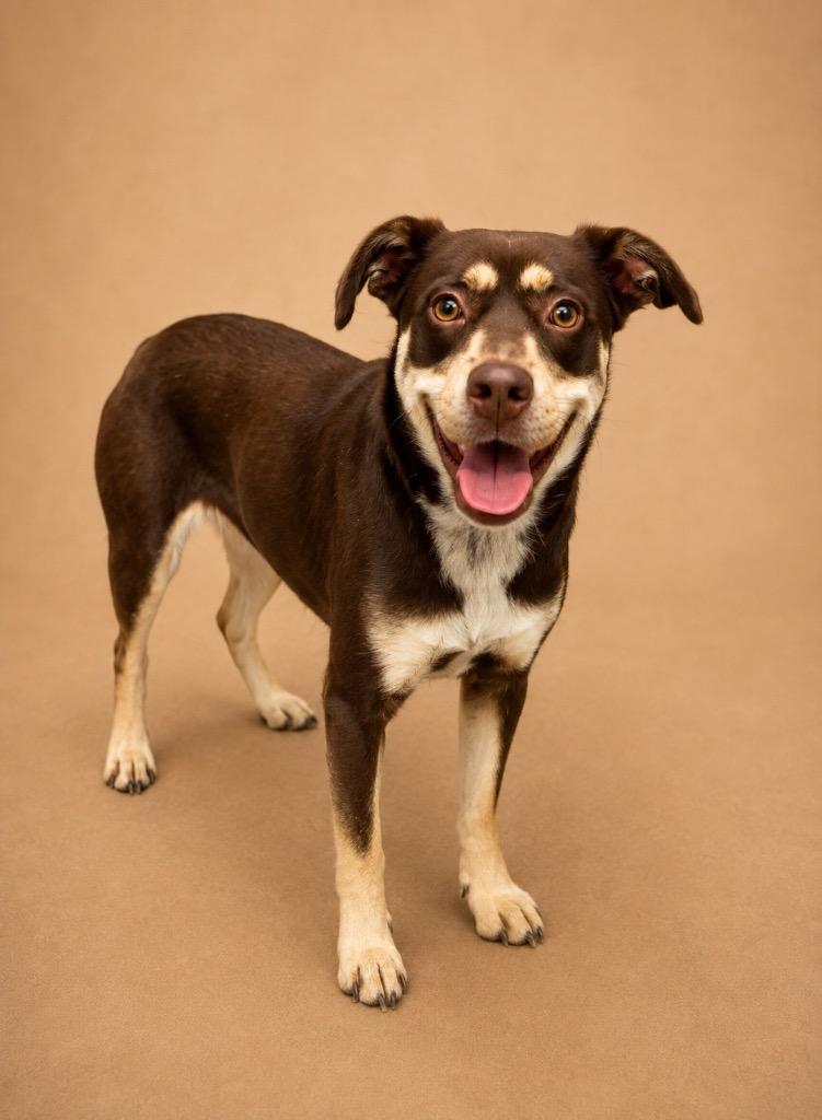 Tessa, Adoptable, Young Female Mixed Breed.