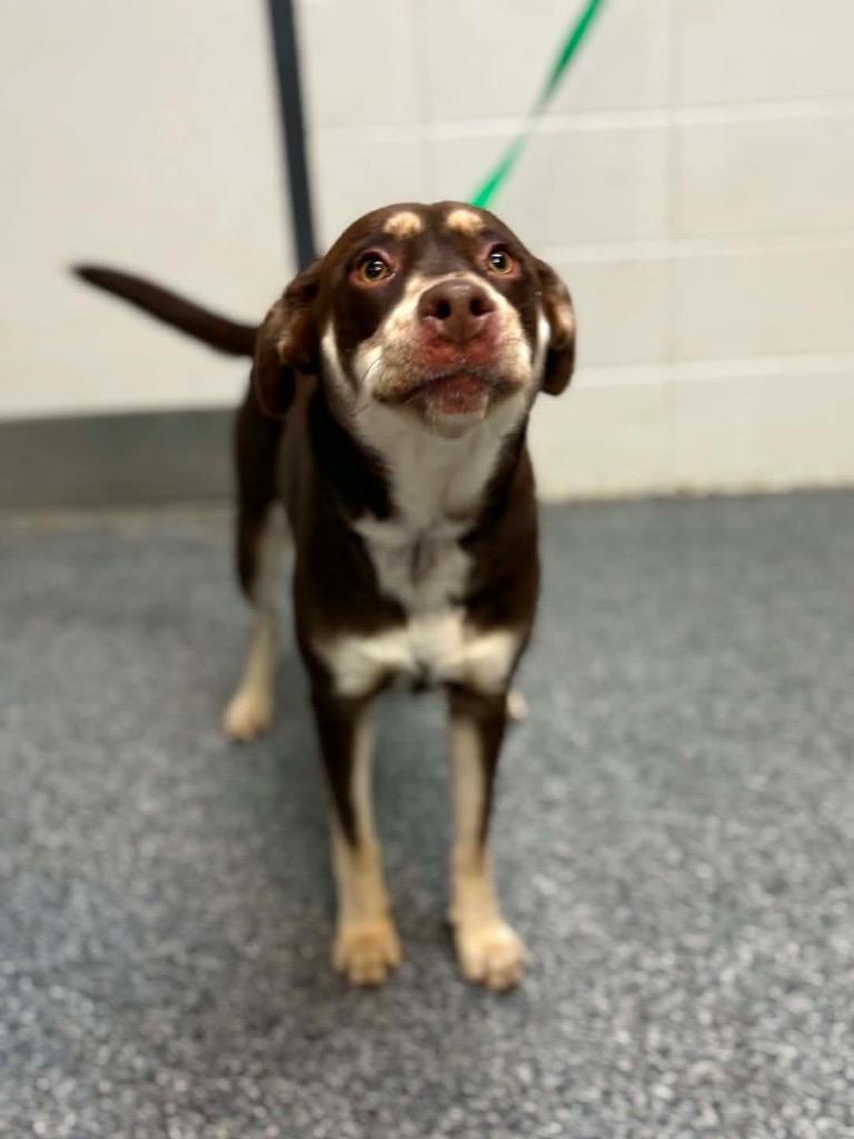 Enlarge Tessa, a Adoptable mixed breed in Tifton, GA image 2/6