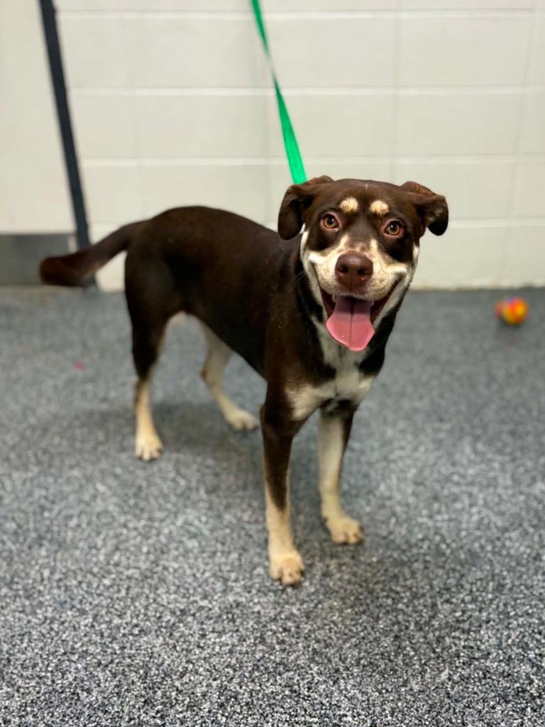 Enlarge Tessa, a Adoptable mixed breed in Tifton, GA image 3/6