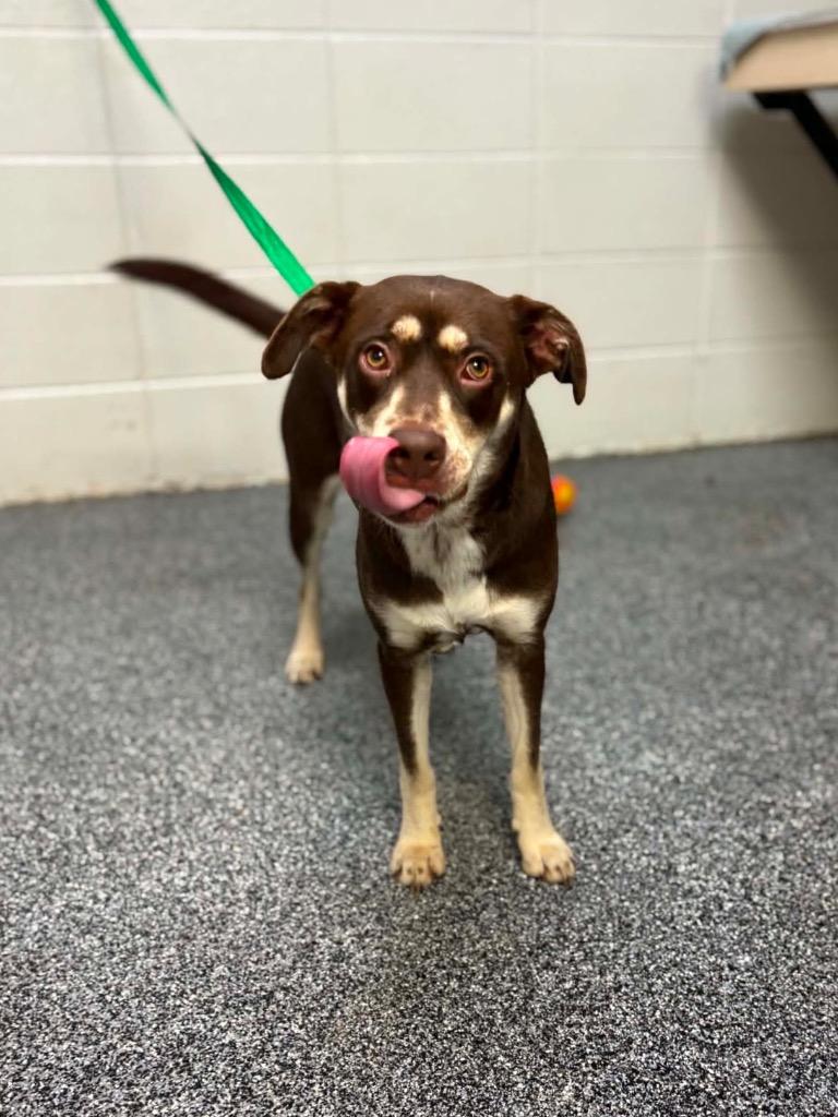 Enlarge Tessa, a Adoptable mixed breed in Tifton, GA image 4/6