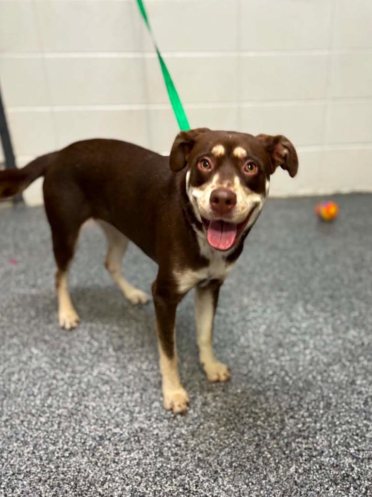 Enlarge Tessa, a Adoptable mixed breed in Tifton, GA image 5/6