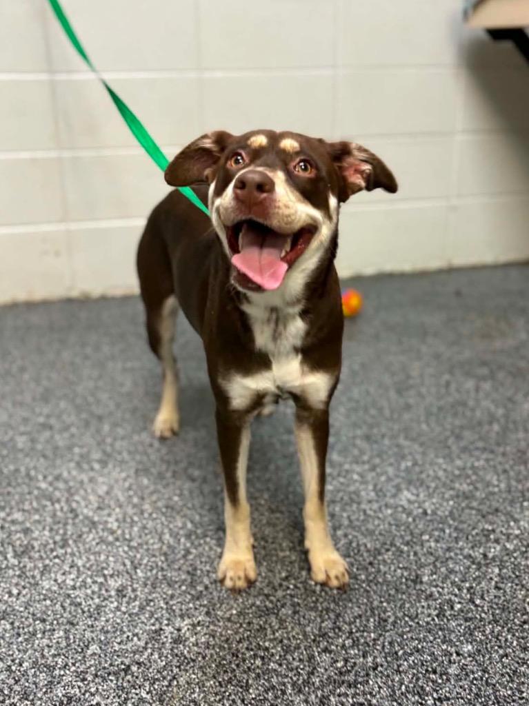 Enlarge Tessa, a Adoptable mixed breed in Tifton, GA image 6/6
