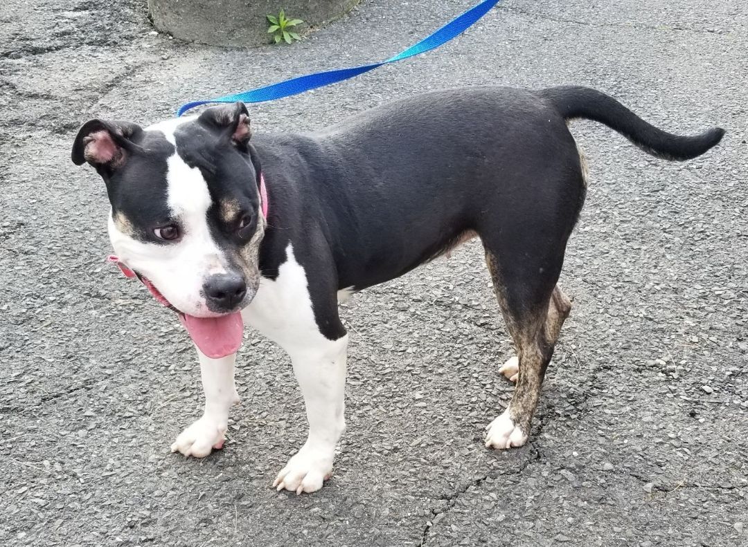 ROSIE (cc#6942), a Adoptable mixed breed in West Orange, NJ image 4/4