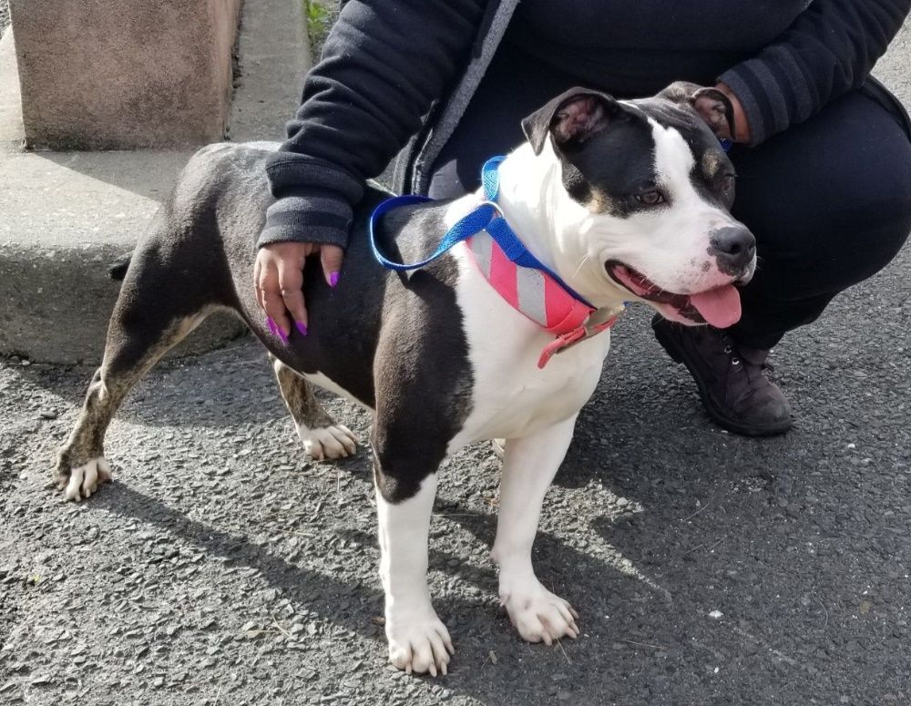 ROSIE (cc#6942), a Adoptable mixed breed in West Orange, NJ image 3/4