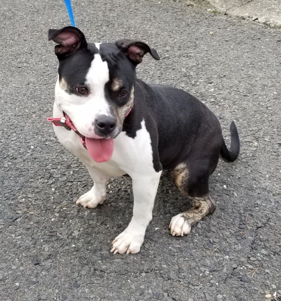 ROSIE (cc#6942), a Adoptable mixed breed in West Orange, NJ image 1/4