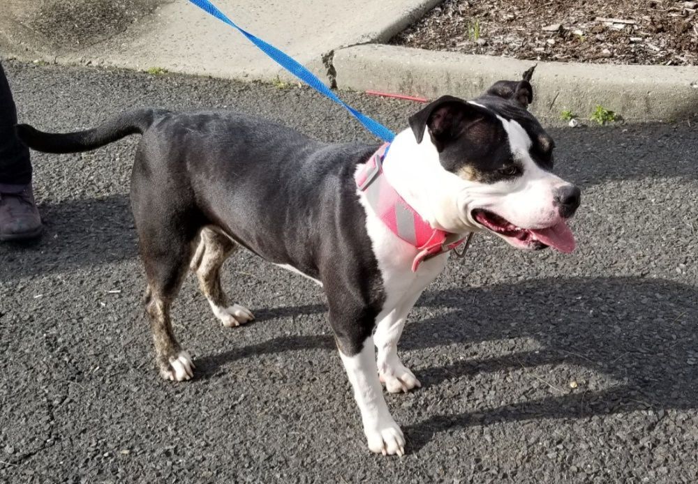 ROSIE (cc#6942), a Adoptable mixed breed in West Orange, NJ image 2/4