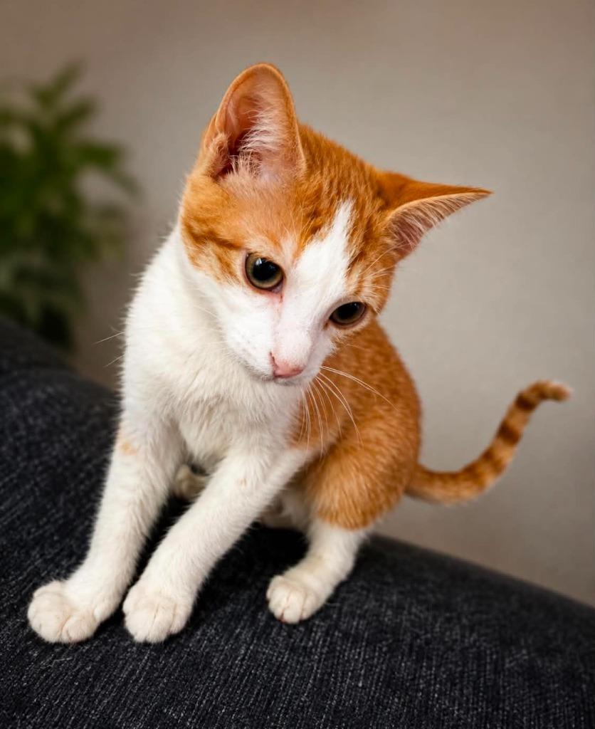 Harry Potato, Adoptable, Kitten Male Domestic Short Hair.