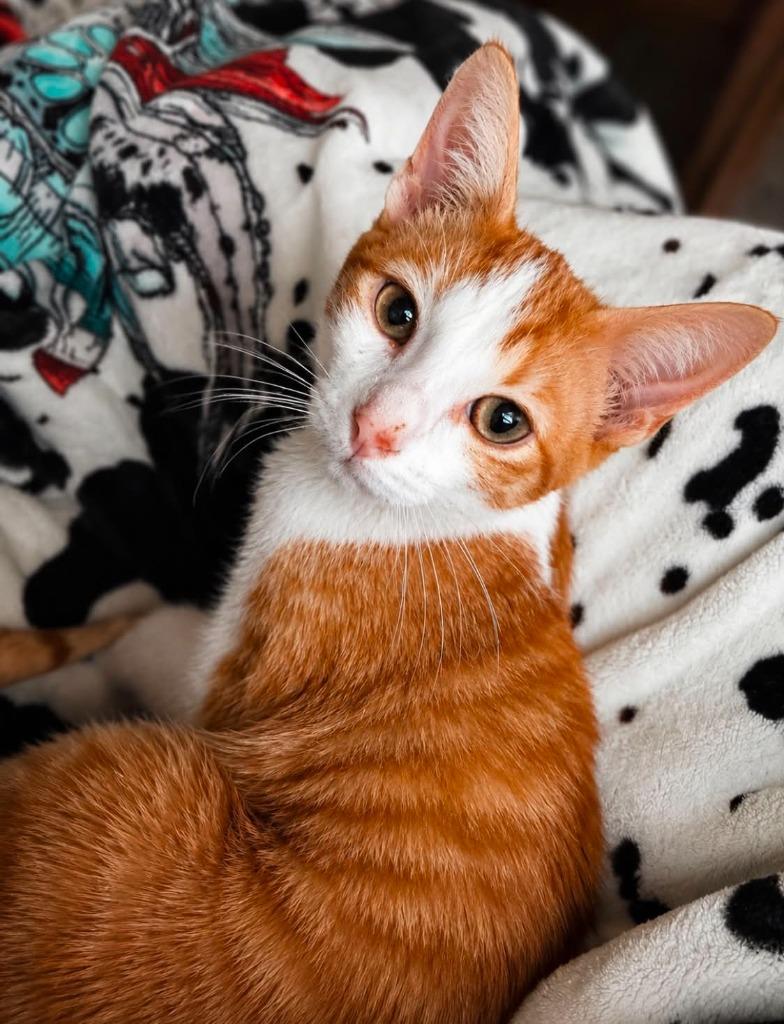 Enlarge Harry Potato, a Adoptable mixed breed in Miami, OK image 2/5