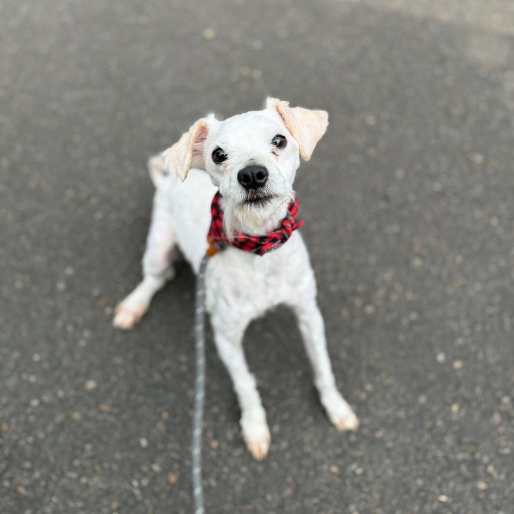 Thistle, Adoptable, Adult Male Miniature Poodle & Mixed Breed.