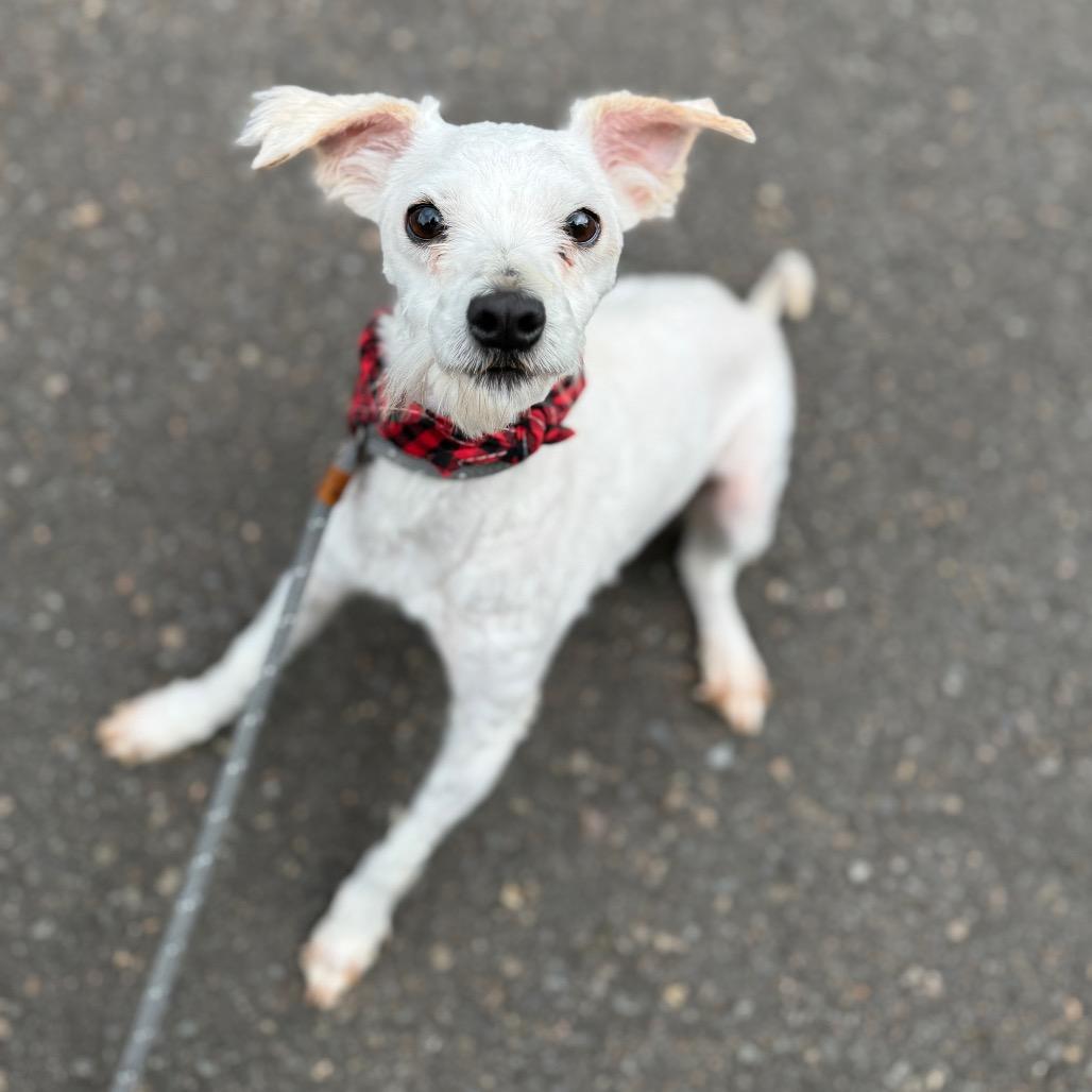 Thistle, a Adoptable mixed breed in Newberg, OR image 2/6