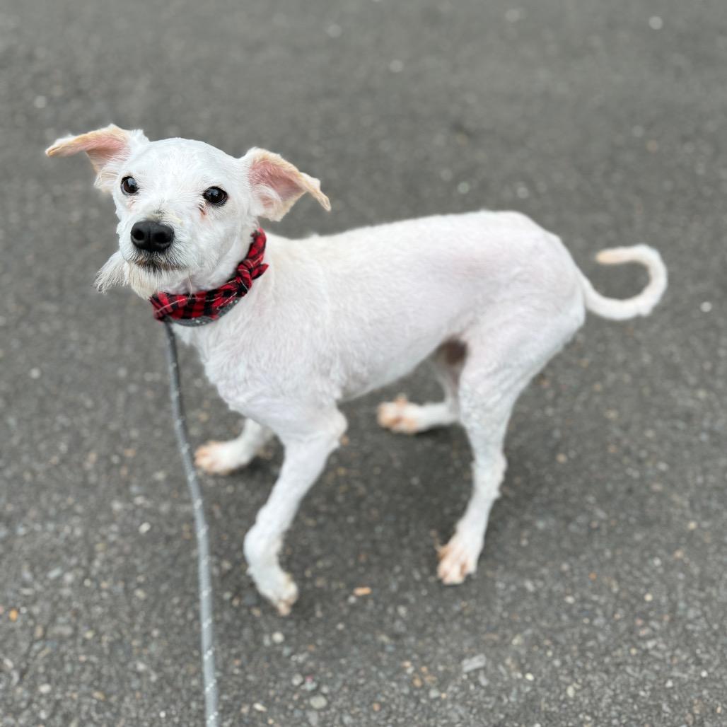 Thistle, a Adoptable mixed breed in Newberg, OR image 3/6
