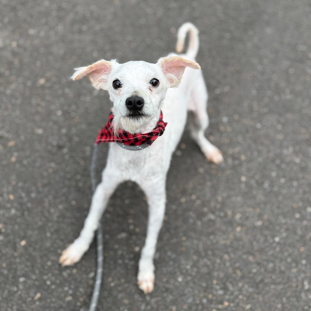 Thistle, a Adoptable mixed breed in Newberg, OR image 4/6