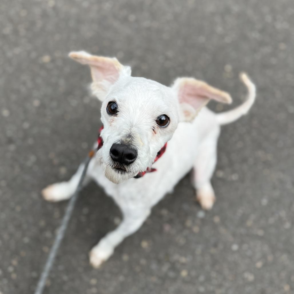 Thistle, a Adoptable mixed breed in Newberg, OR image 5/6