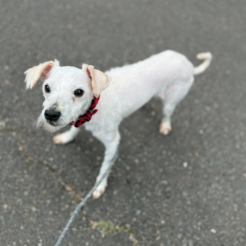 Thistle, a Adoptable mixed breed in Newberg, OR image 6/6