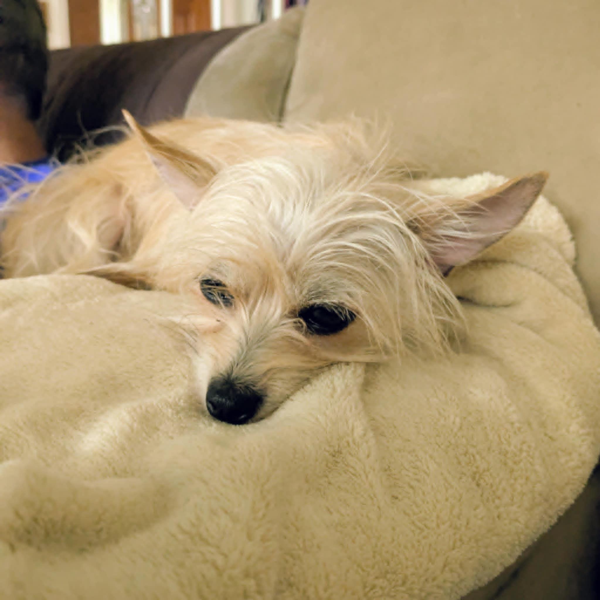 Enlarge Lucy, a Adoptable mixed breed in Round Rock, TX image 4/4