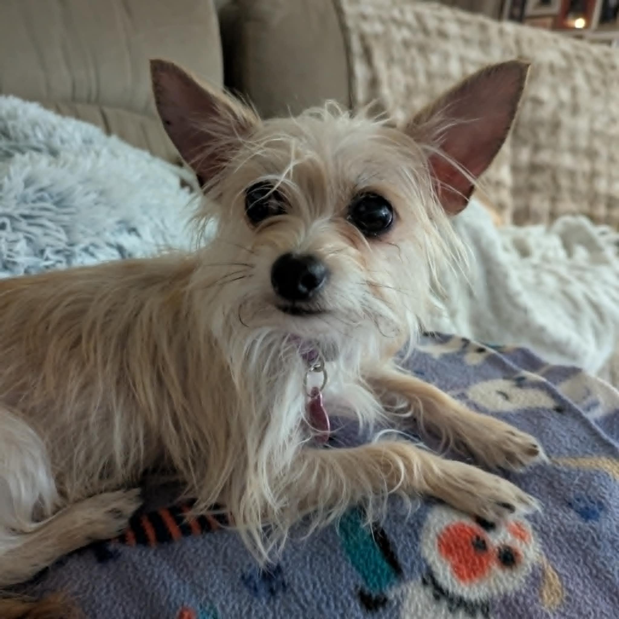 Enlarge Lucy, a Adoptable mixed breed in Round Rock, TX image 2/4
