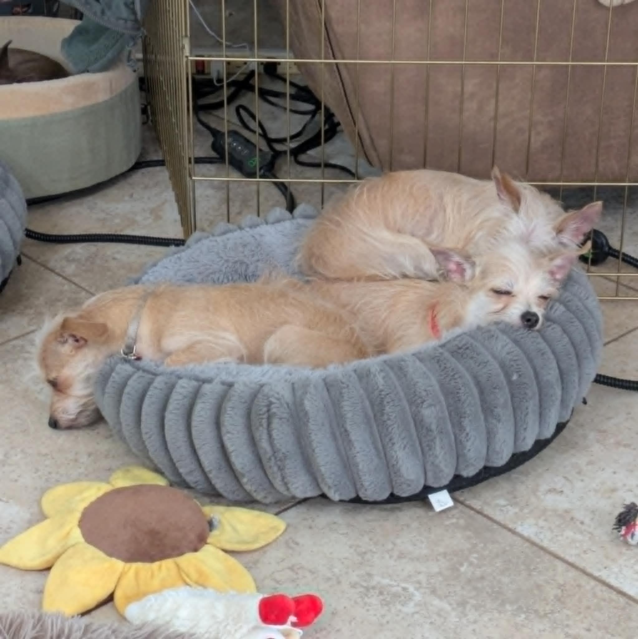 Enlarge Lucy, a Adoptable mixed breed in Round Rock, TX image 3/4