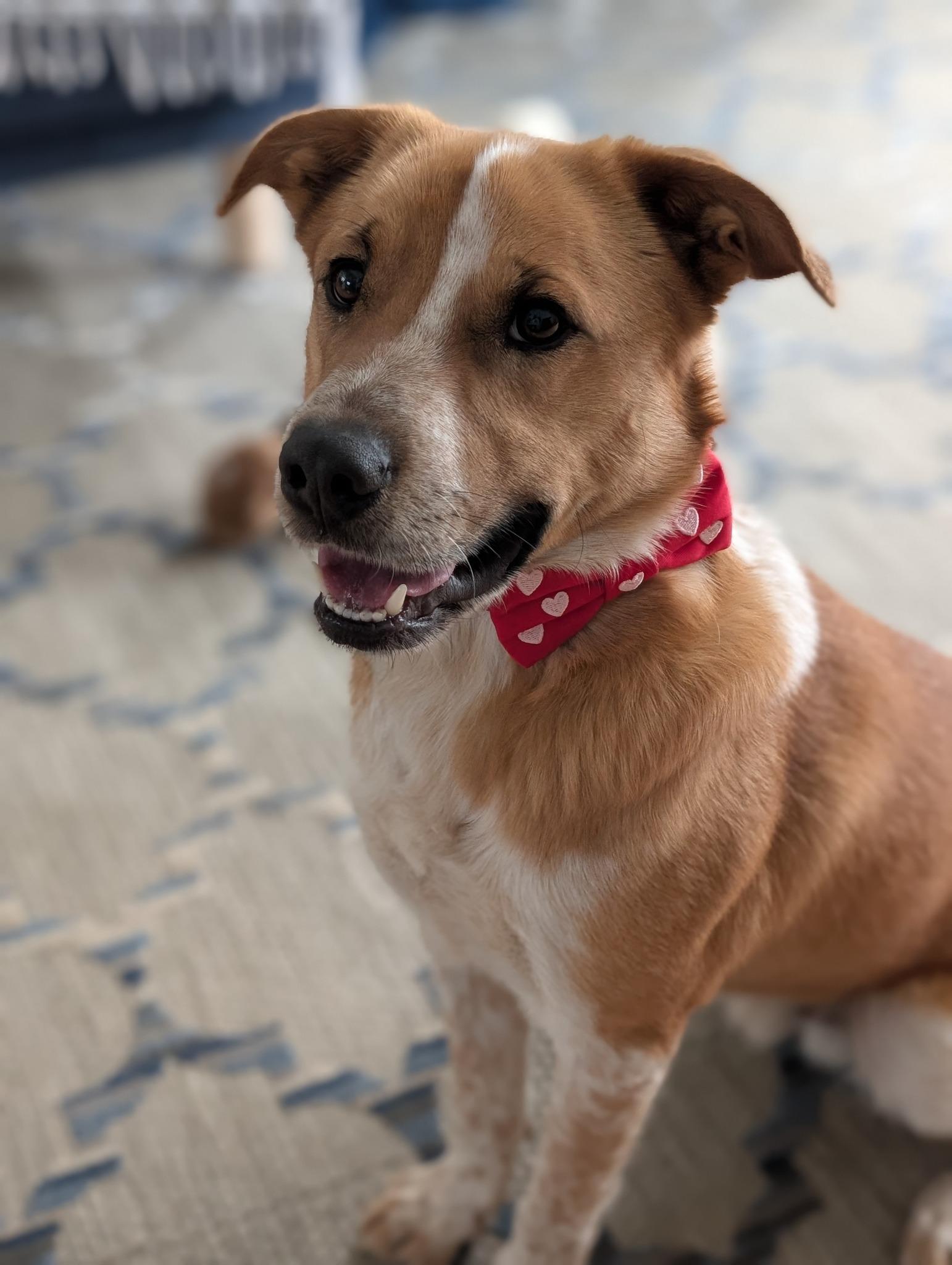 Enlarge Brody *HERE IN NH*, an adopted Mixed Breed in Northwood, NH image 4/5