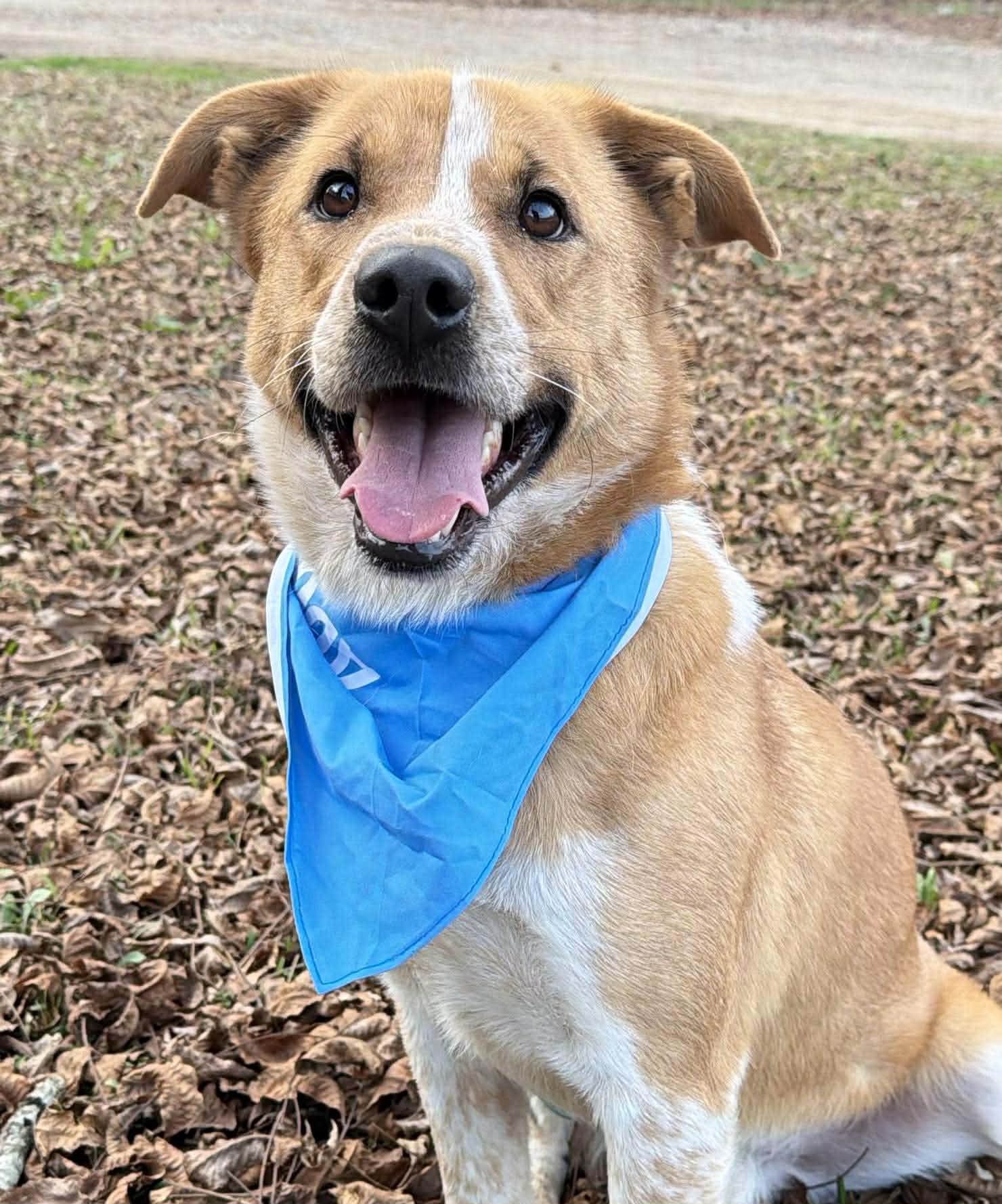 Brody *HERE IN NH*, adopted, Adult Male Mixed Breed.