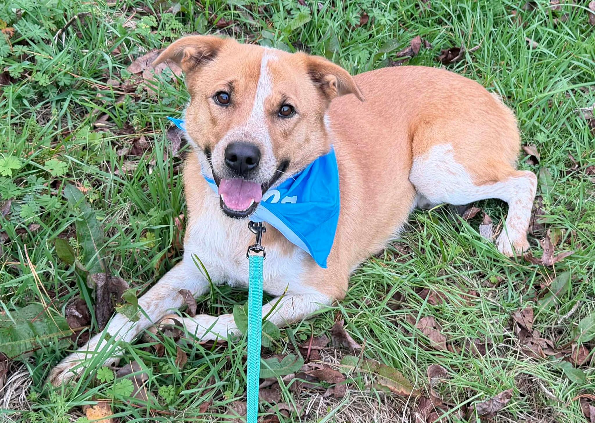 Enlarge Brody *HERE IN NH*, an adopted Mixed Breed in Northwood, NH image 3/5