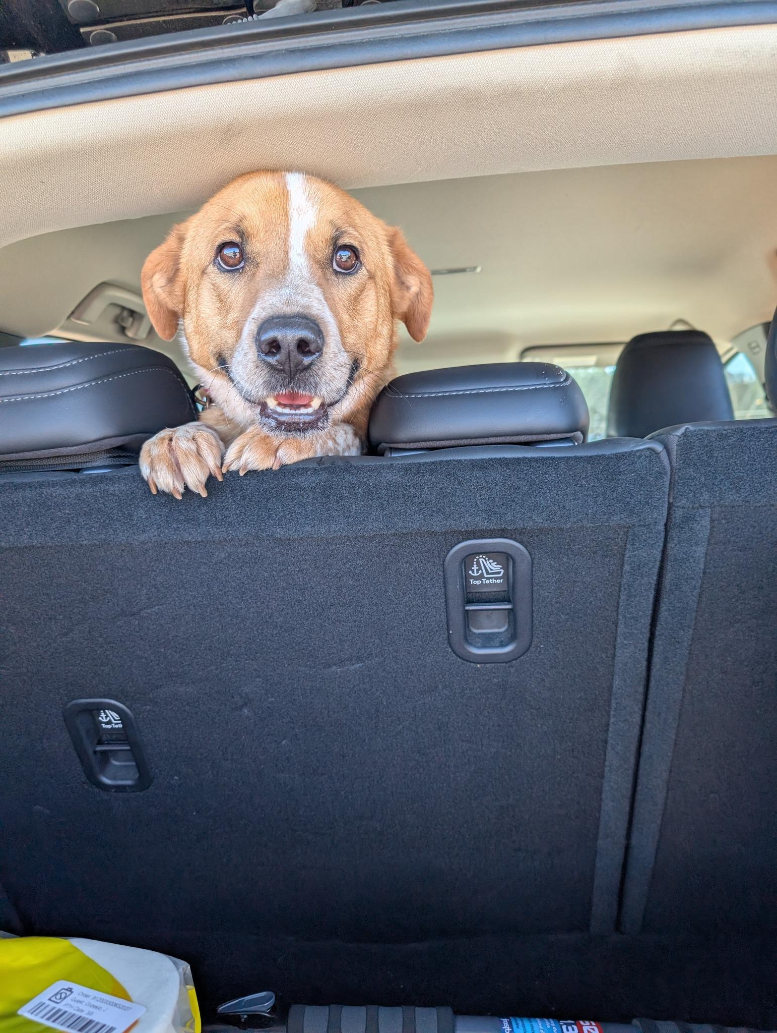 Enlarge Brody *HERE IN NH*, an adopted Mixed Breed in Northwood, NH image 5/5