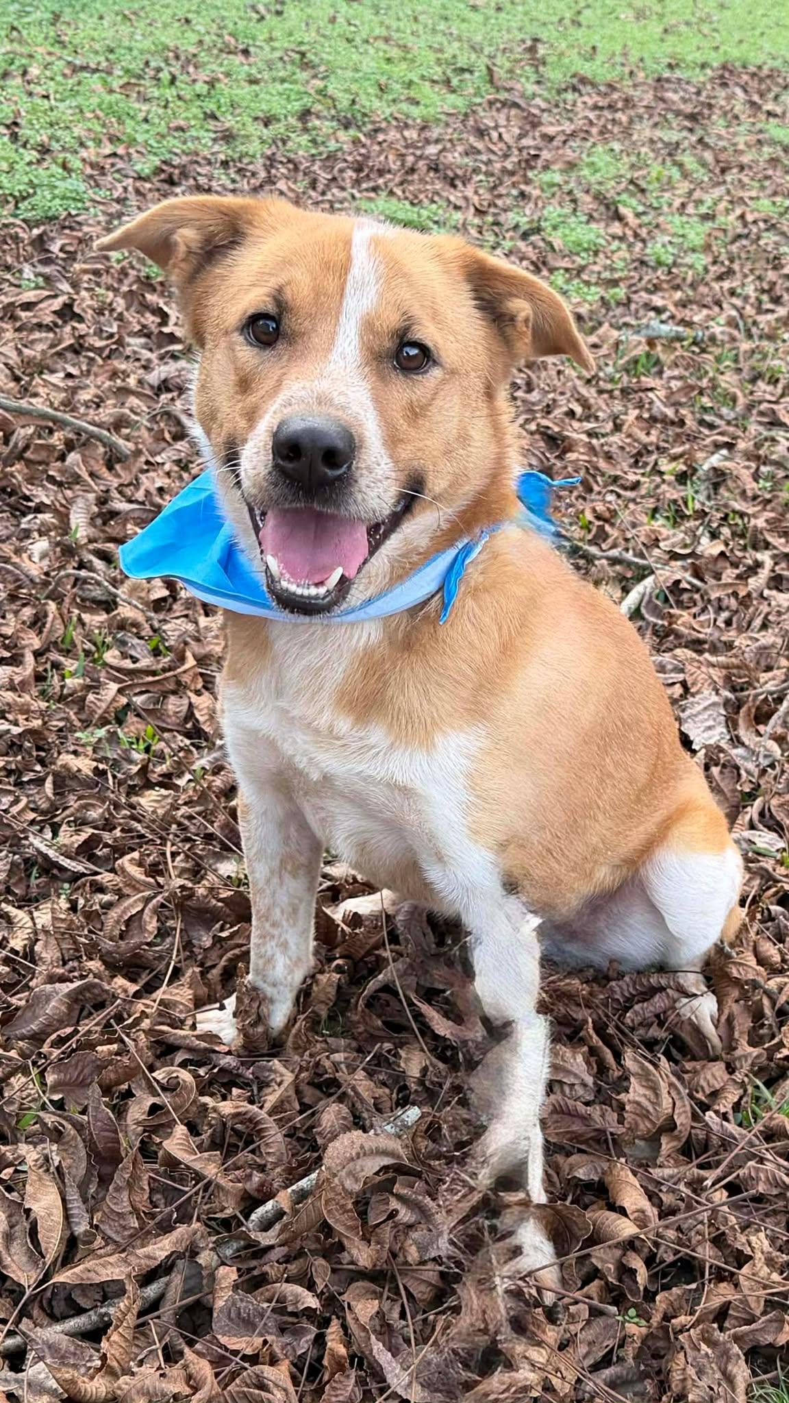 Enlarge Brody *HERE IN NH*, an adopted Mixed Breed in Northwood, NH image 2/5