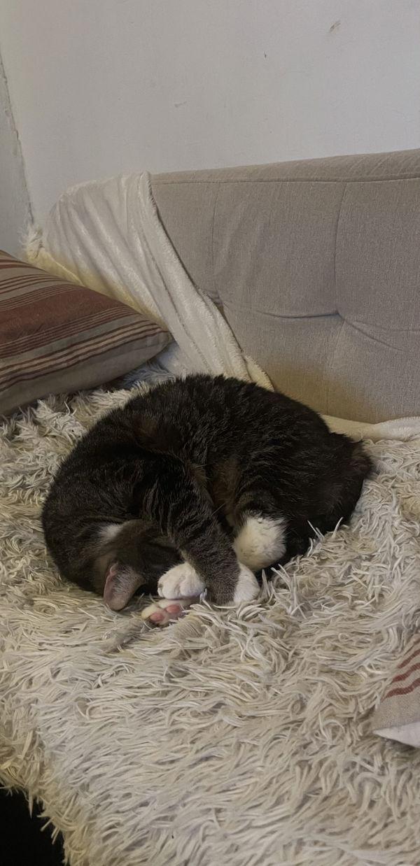 Enlarge Ice-Cream Nose, a Adoptable mixed breed in New York, NY image 2/6