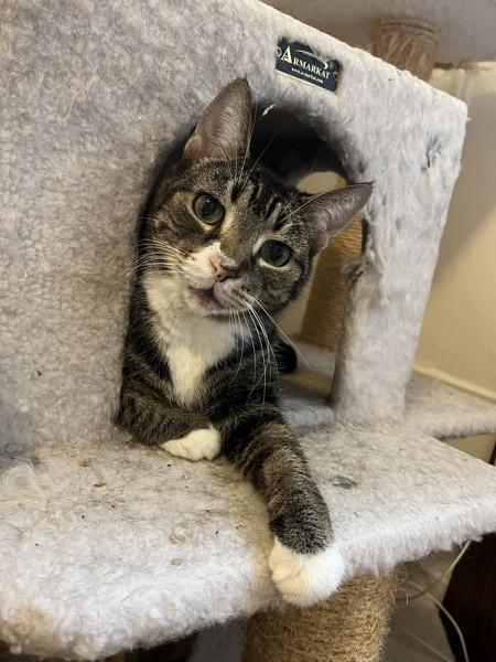 Ice-Cream Nose, Adoptable, Senior Female Domestic Short Hair.