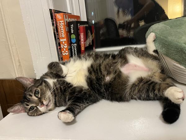 Enlarge Ice-Cream Nose, a Adoptable mixed breed in New York, NY image 3/6