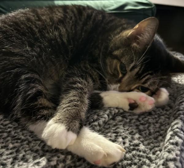 Enlarge Ice-Cream Nose, a Adoptable mixed breed in New York, NY image 5/6