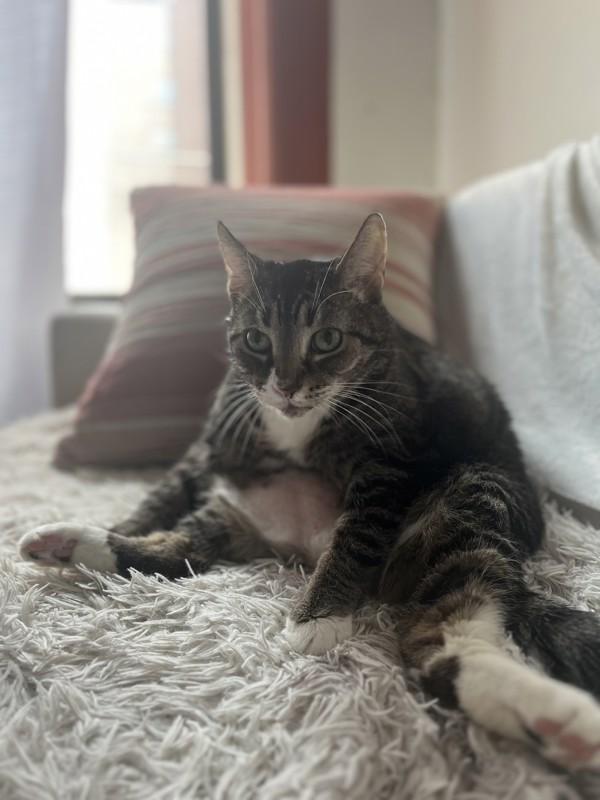 Enlarge Ice-Cream Nose, a Adoptable mixed breed in New York, NY image 6/6