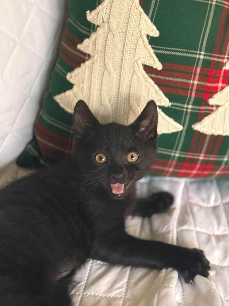 Enlarge Espresso, a Adoptable Domestic Short Hair in Brookhaven, GA image 1/5