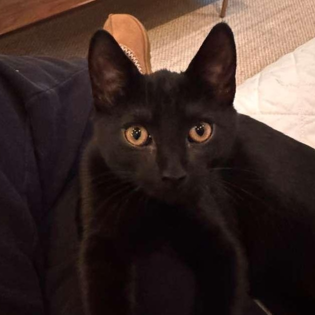 Enlarge Espresso, a Adoptable Domestic Short Hair in Brookhaven, GA image 6/6