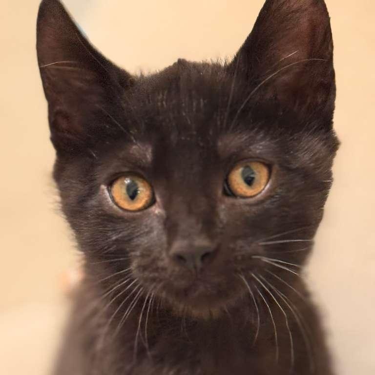 Enlarge Freddie, an adopted Domestic Short Hair in Brookhaven, GA image 2/6