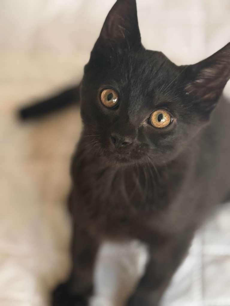 Enlarge Espresso, a Adoptable Domestic Short Hair in Brookhaven, GA image 3/5