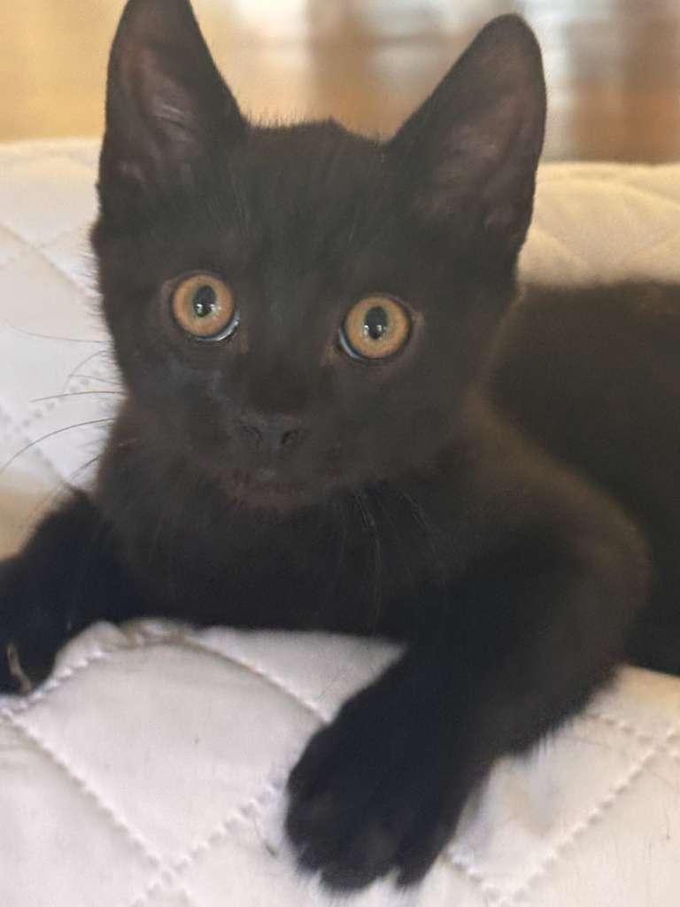 Enlarge Espresso, a Adoptable Domestic Short Hair in Brookhaven, GA image 4/5