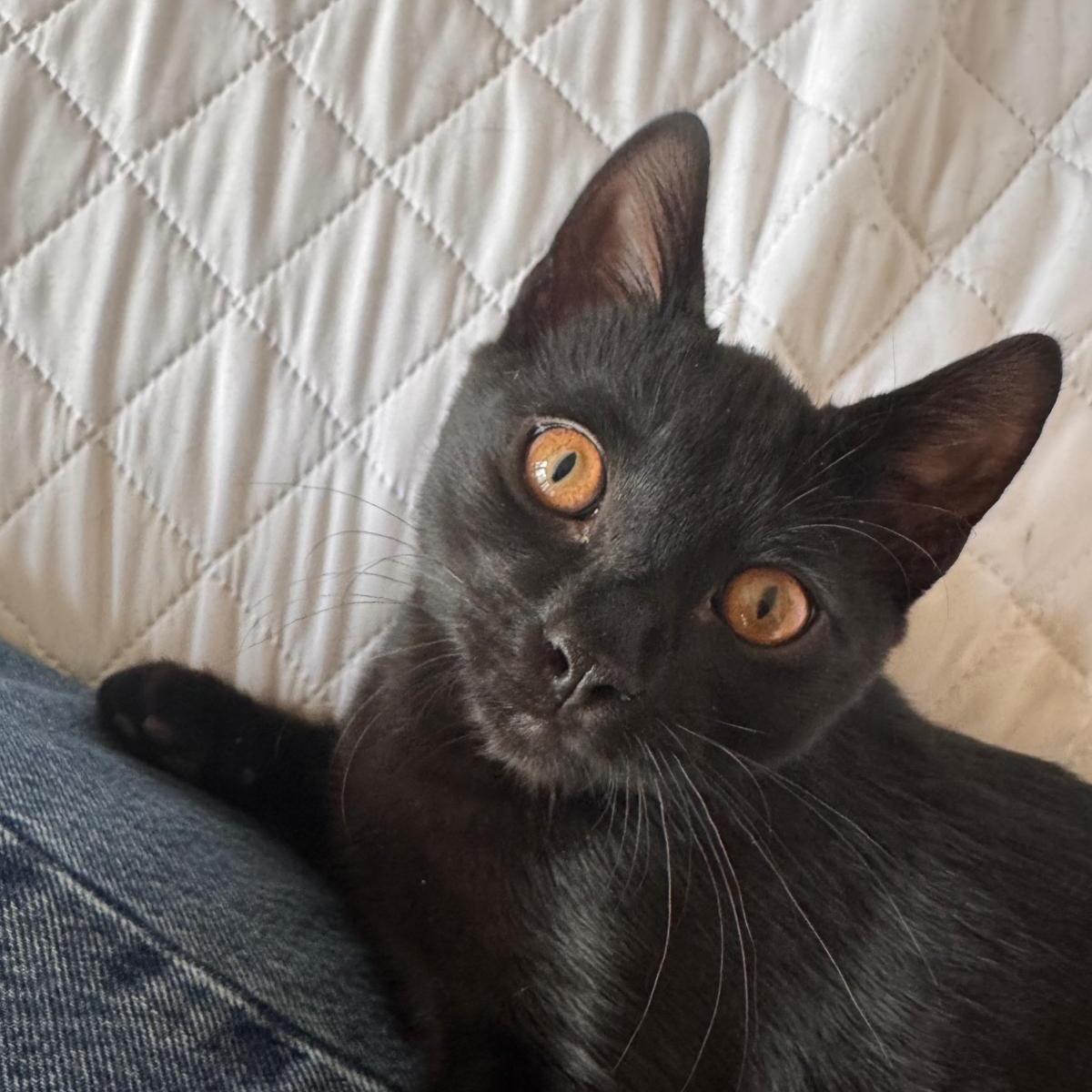 Enlarge Freddie, an adopted Domestic Short Hair in Brookhaven, GA image 1/6