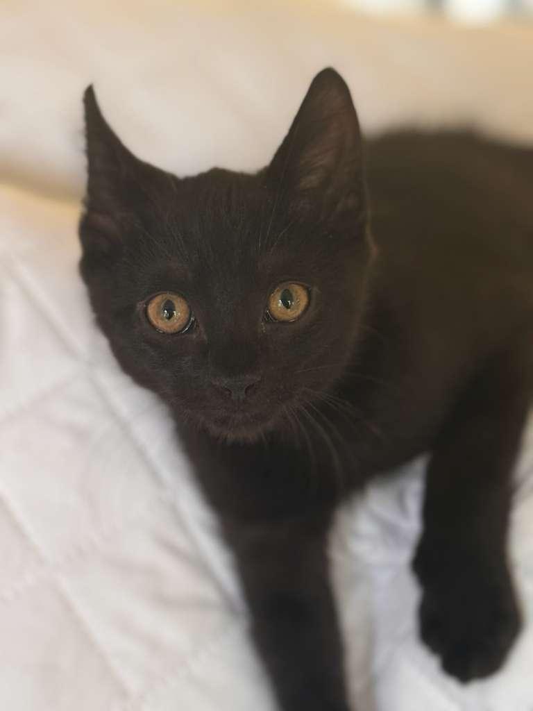 Enlarge Espresso, a Adoptable Domestic Short Hair in Brookhaven, GA image 5/5