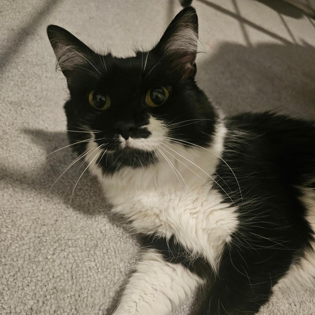 Enlarge Cuddles, a Adoptable Domestic Long Hair in Frederick, MD image 1/5