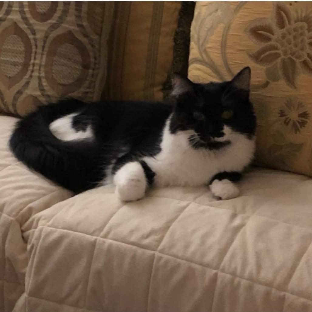 Enlarge Cuddles, a Adoptable Domestic Long Hair in Frederick, MD image 2/5