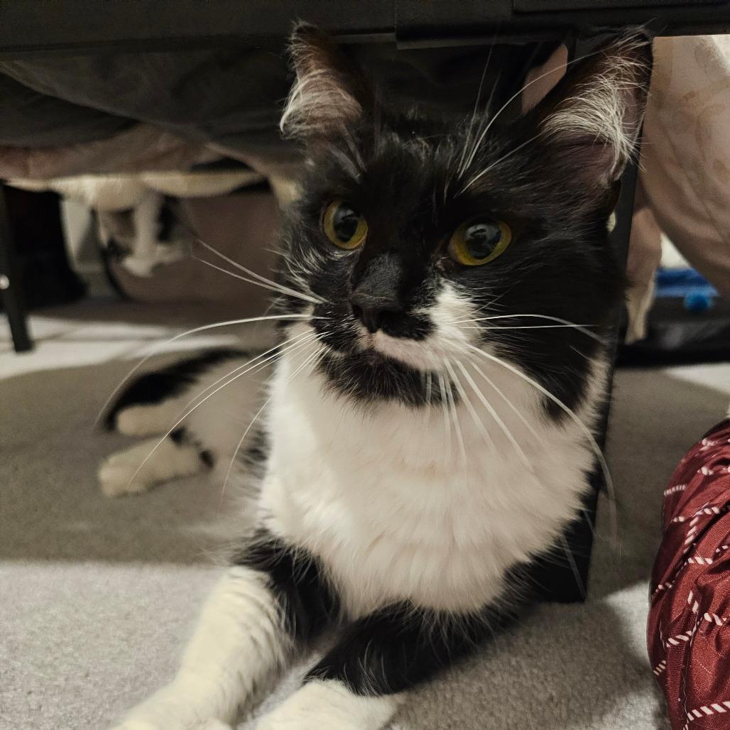 Enlarge Cuddles, a Adoptable Domestic Long Hair in Frederick, MD image 3/5