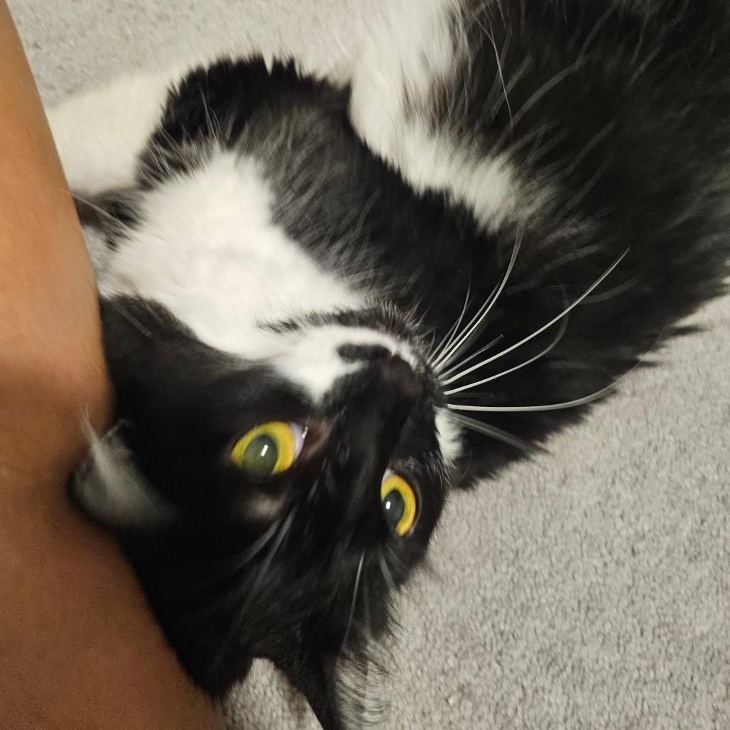 Enlarge Cuddles, a Adoptable Domestic Long Hair in Frederick, MD image 4/5