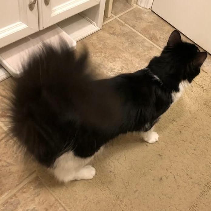 Enlarge Cuddles, a Adoptable Domestic Long Hair in Frederick, MD image 5/5