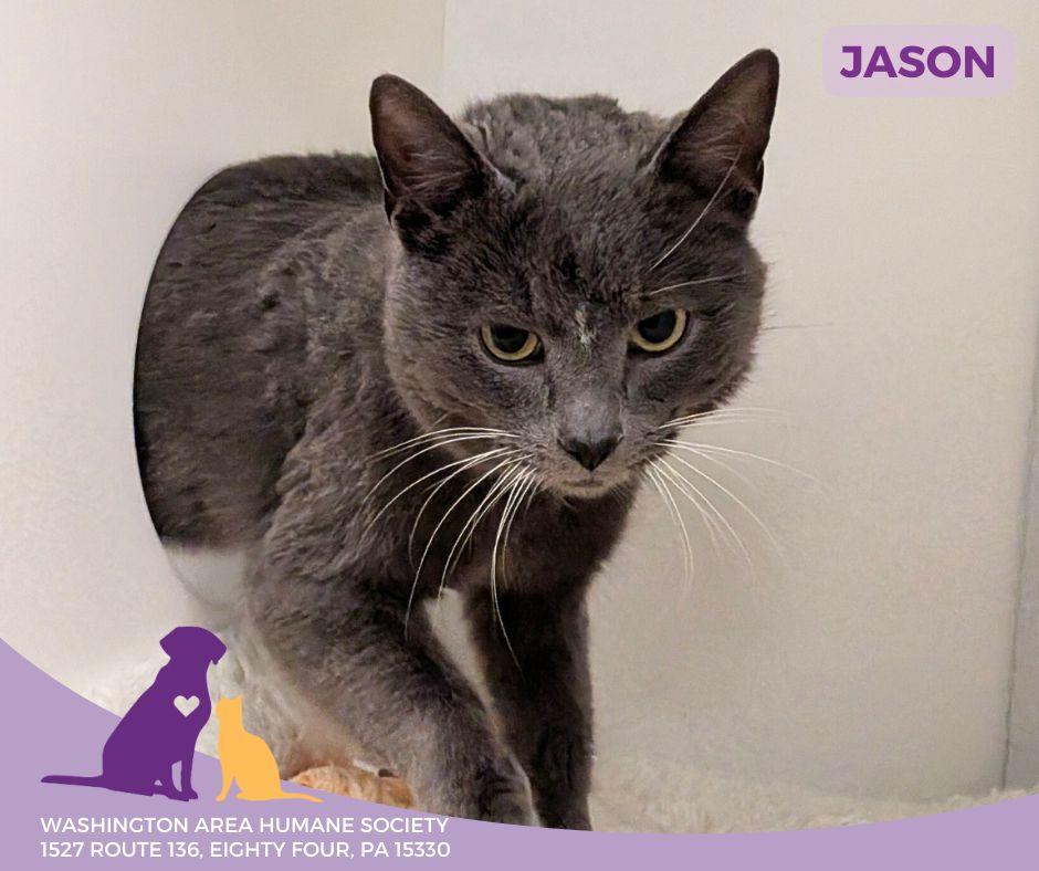 Enlarge Jason, an adoptable mixed breed in Eighty Four, PA image 2/2