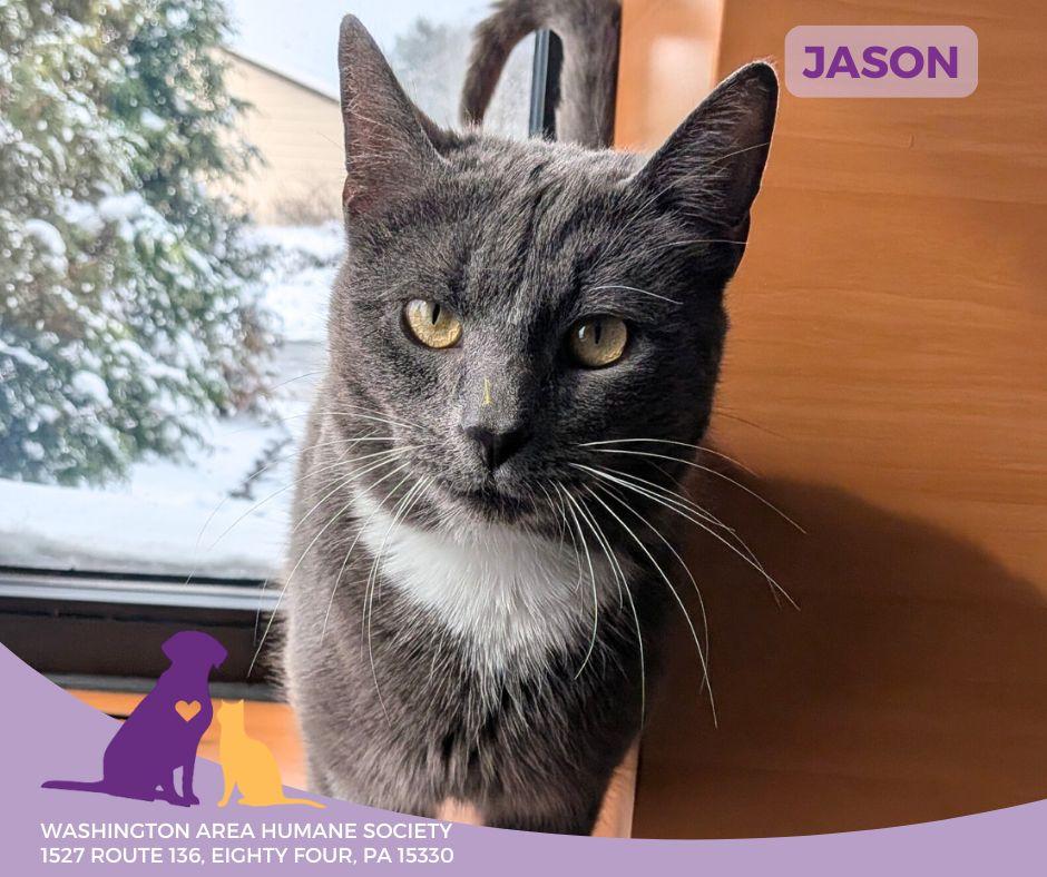 Enlarge Jason, an adoptable mixed breed in Eighty Four, PA image 1/2