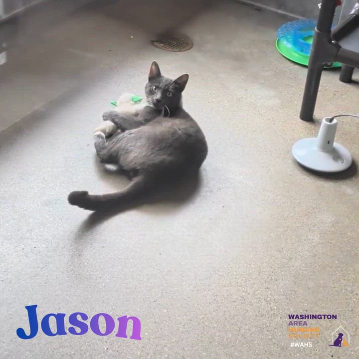 Enlarge Jason, an adoptable mixed breed in Eighty Four, PA video 3/3