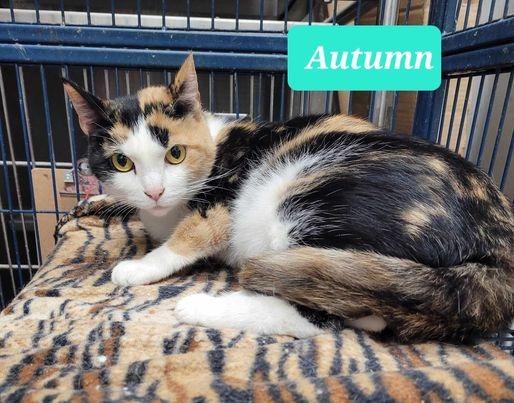 Autumn-Sponsored, Adoptable, Adult Female Domestic Short Hair.