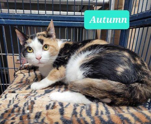 Autumn-Sponsored, a Adoptable mixed breed in Richmond, IN image 2/2