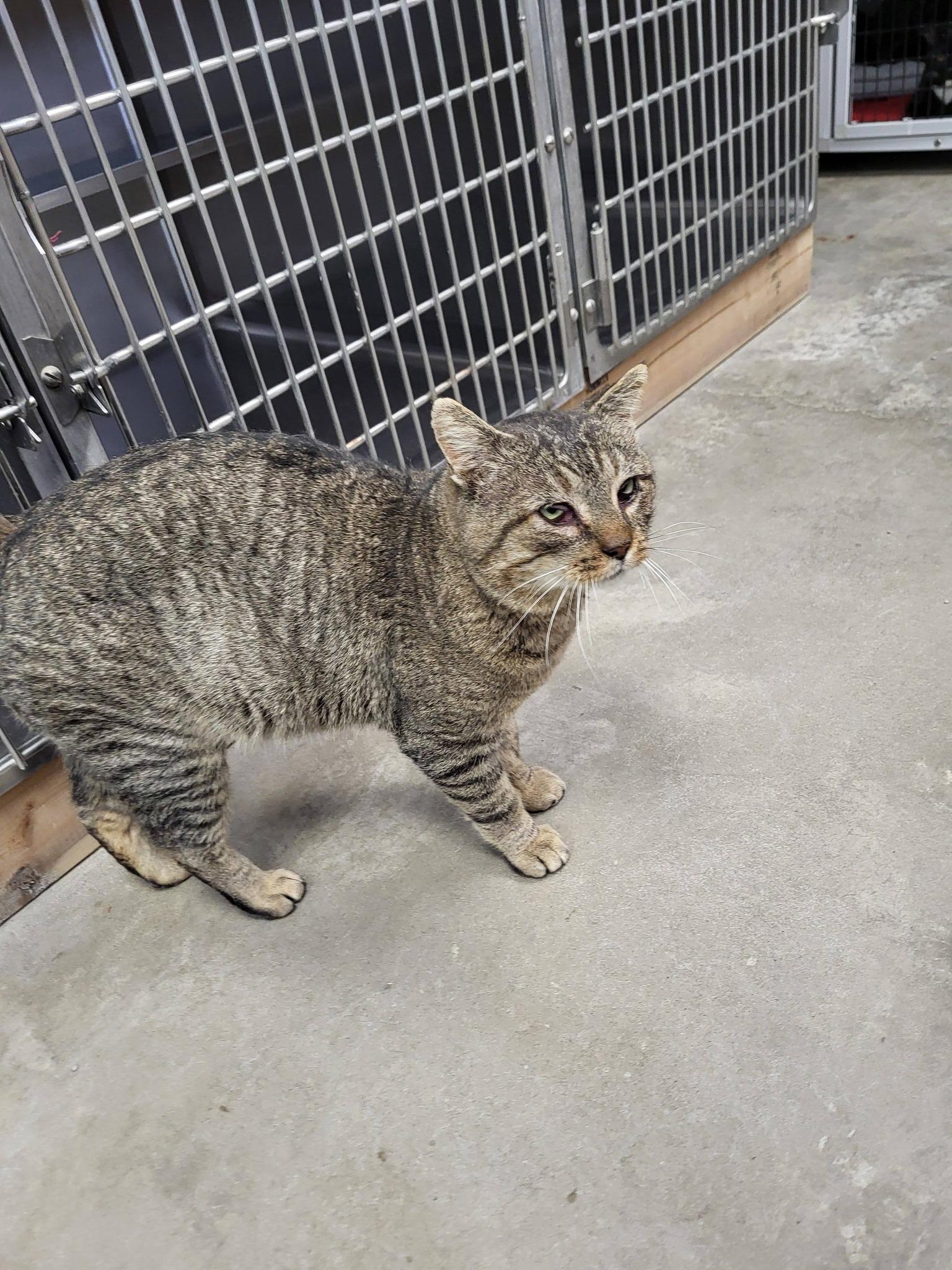 Enlarge Ruder, a ADOPTABLE Domestic Short Hair in Chilton, WI image 1/6